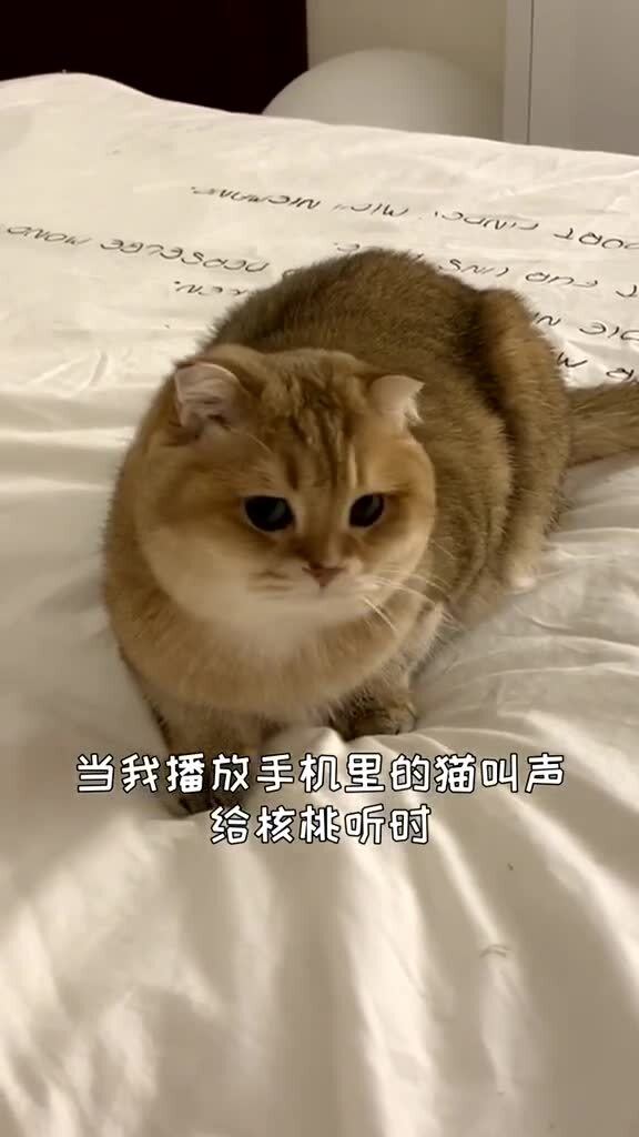 当核桃听到我手机里的猫叫声 