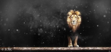 星座散记之每日狮子座 当狮子选择分手之后,还想复合 别做梦了