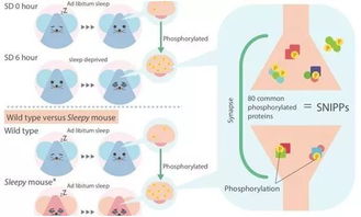 Nature 为何哺乳动物会犯困 脑蛋白磷酸化可能是关键 