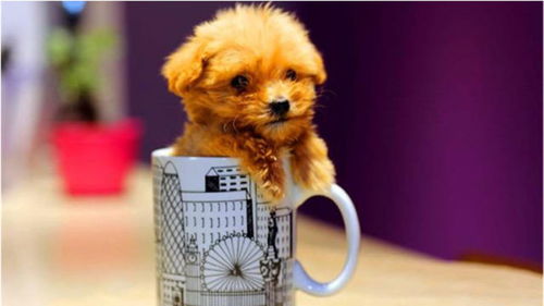 为什么小小的茶杯犬,能卖到3000元一只 今天总算知道了 