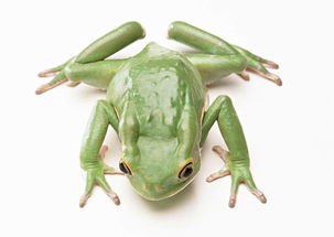 青蛙动物世界蜻蛙摄影高清动物图片素材 模板下载 1.18MB 其他大全 其他 