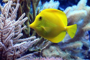 梦见黄色的鱼