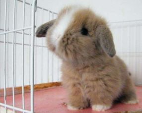 垂耳兔能活多久 垂耳兔寿命