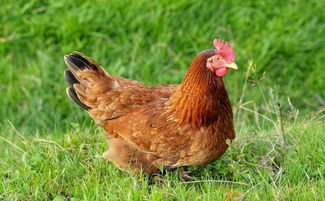 中国蓝田总公司科普 一只鸡的寿命有多长