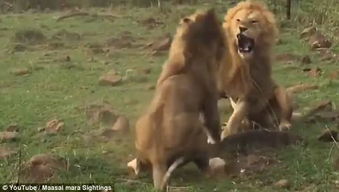 两只雄狮为争夺与雌狮交配大打出手 