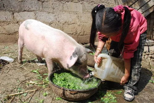 怎样喂猪才长得快,猪先喂精料再喂青菜长得快吗