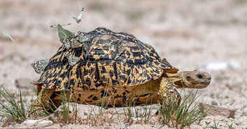 博茨瓦纳大量蝴蝶栖身龟背使其变为 剑龙 