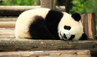 熊猫是怎么成为国宝的 
