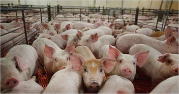未来10年想在中国养猪 必须关注这问题 