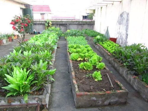 怎样在屋顶 露台种菜, 3招 照做,变成小菜园,不愁没有菜吃