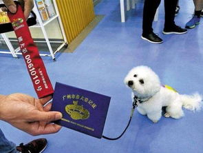 最高拟罚一万 广州养犬新规要来了,这些行为或将纳入征信黑名单