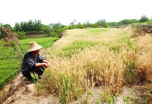 麦地里打除草剂什么时候最合适 