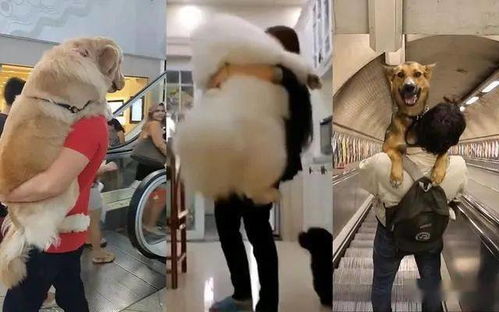 宠物狗怕坐电梯,主人就抱它上去,一百斤的阿拉斯加也要抱