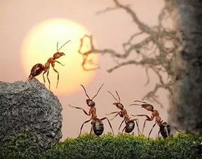 不是一家的蚂蚁相处在同一个环境中会出现什么现象 