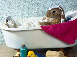 可以给兔子洗澡吗 怎么洗呢 