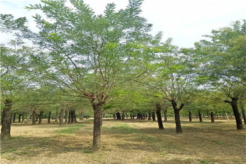 直径25cm国槐价格：珍贵绿化树种，美丽与价值的完美结合！
