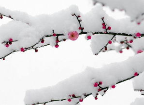 关于写雪不对关于冬天和梅花的诗句