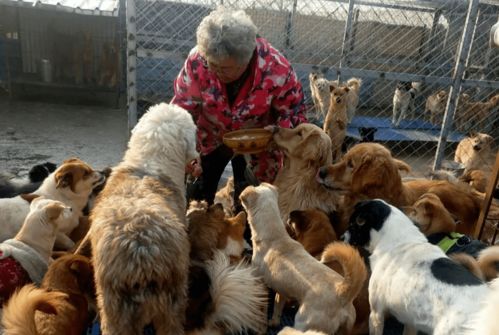 三千多只流浪猫狗,还能熬过这个冬天吗