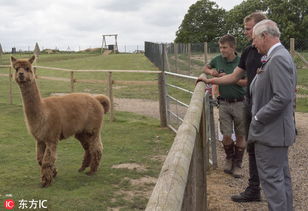 英查尔斯王子参观稀有动物农场 遭孩子熊抱 