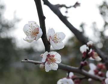 三生肖大难已过,2019年财运大爆发,正财全面开花,变有钱人