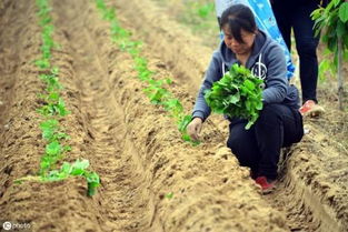 红薯种植亩产10000斤做不到 看看专业种植户是怎么做到的 