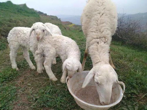羊日增重一斤的办法,养羊人怎能不看