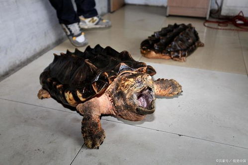 北美大鳄龟出现在我国多省,长江或已 失守 ,吃货能解决它吗