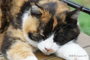 趁着2月22日的日本猫之日 去日本的猫岛让猫咪尽情舔一舔 
