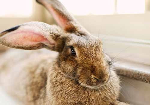 宠物兔怎么会感染耳螨,宠物兔耳螨怎么治疗