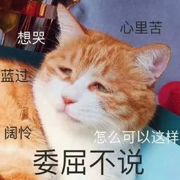 没钱能养猫吗 养什么猫咪合适 