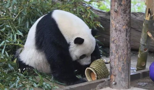 大熊猫 呆萌而致命的动物 