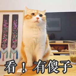 中国的猫会叫 妈 ,日本的猫会讲日语 no 