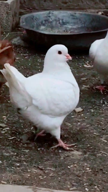 这三种颜色的小鸽子,我最喜欢白色,因为它们很可爱 