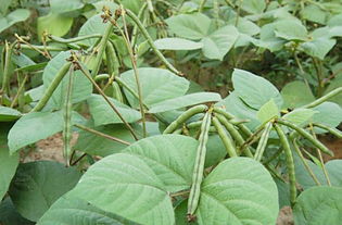 北方红小豆的种植方法和时间,种植时间