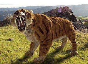 比老虎凶猛百倍的剑齿虎,能以猛犸象为食,为何会突然灭绝