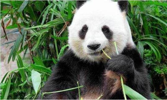 10个颠覆认知的大熊猫冷知识