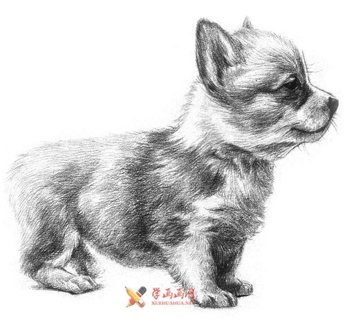 铅笔画教程 学用铅笔画一只小狗