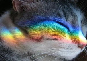 当彩虹洒在猫咪身上,你会觉得世界很美好,画面太美了