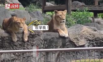日动物园用人模拟狮子出逃演习 真狮子围观 学我