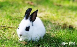 什么兔子品种最贵 兔子品种名贵排行榜