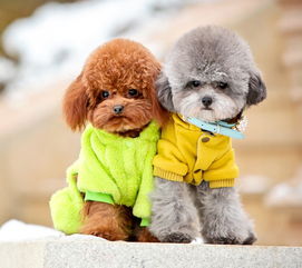 贵宾犬都有哪几种颜色 贵宾犬和泰迪是同一种狗吗 