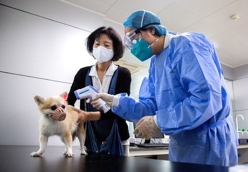 惠州海关成功办理全国首票线上预约出境宠物检疫业务 