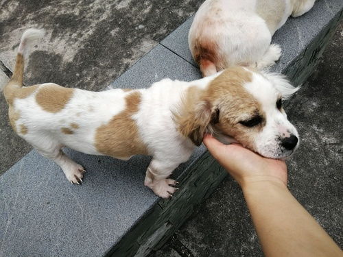 深圳三个月小奶狗免费领养 