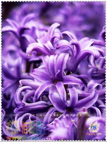 紫色风信子花语是什么,瑾色是什么意思？