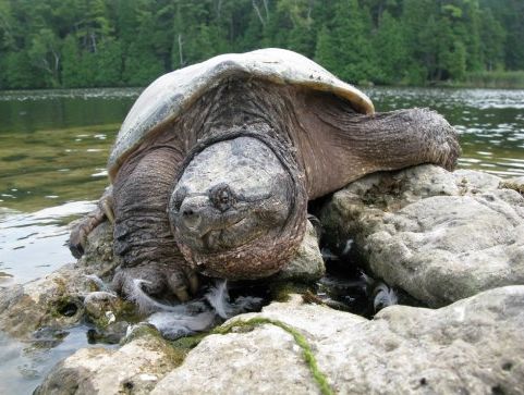杂佛鳄龟和北美那个生长更快更大 