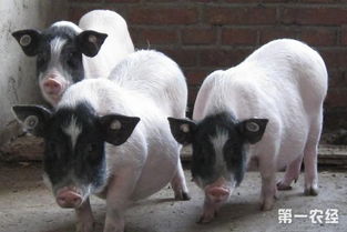 巴马香猪 猪品种 饲养环境