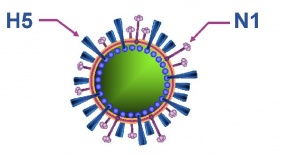 甲型H5N1是什么?