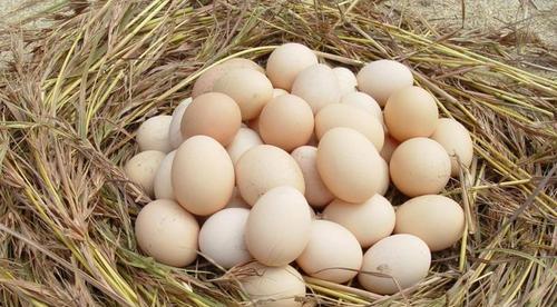 鸡蛋 鸭蛋等各种蛋类,营养方面有什么差别 请了解清楚
