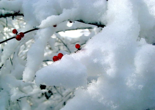 大雪节气是哪一天(2022年二十四节气大雪是几月几日)