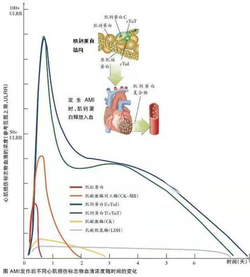 心肌肌钙蛋白1.85,肌钙蛋白偏高需要怎么治疗？